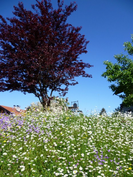 fruehling-im-garten